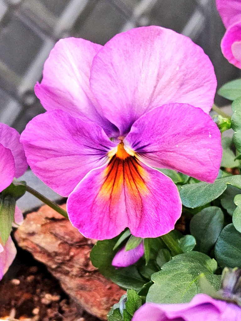 パンジー様ꕤ*.゜ くーちゃん on X