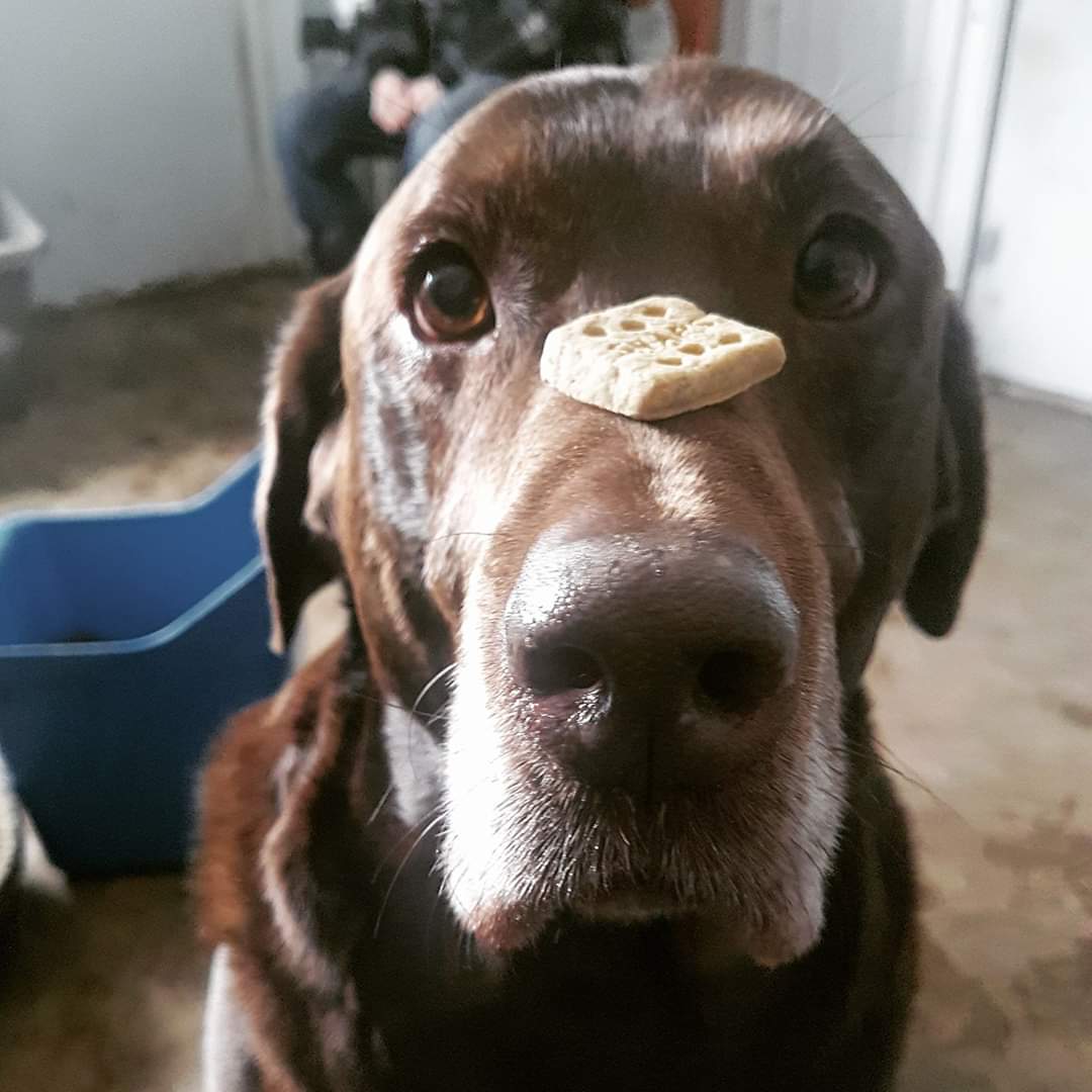 valleymeadowamy's tweet photo. My dog is special... and talented... and... special #labradogs #labradoing what #labradogs #labrado https://t.co/SauGRnSk8h