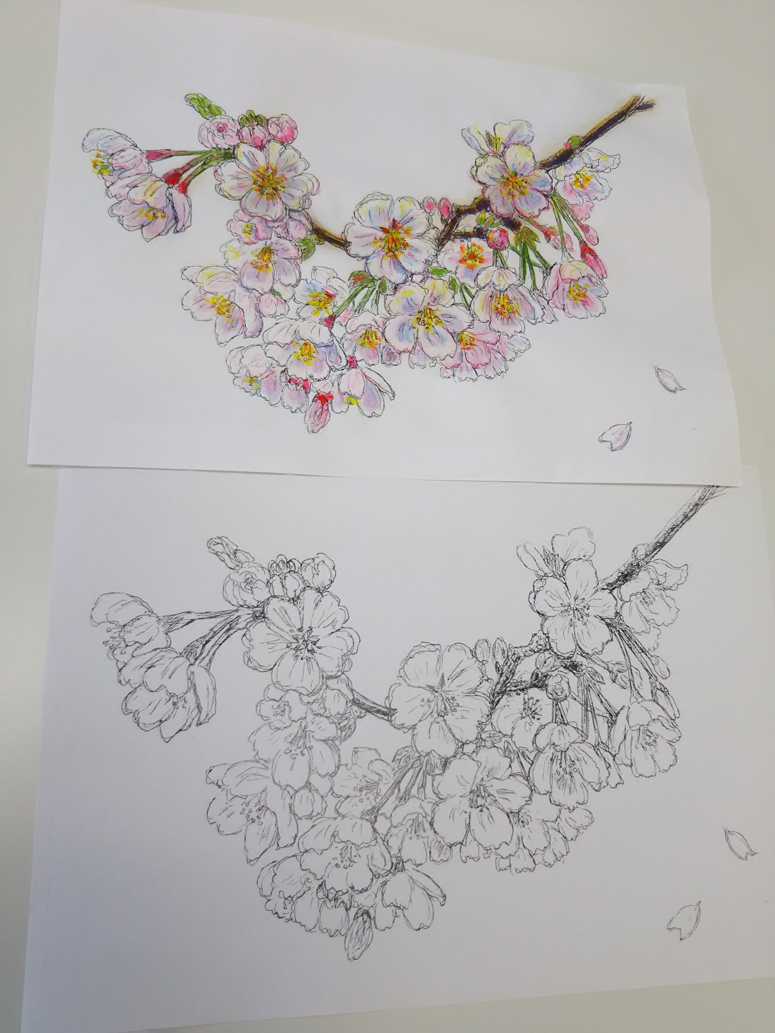 تويتر ねこい 10月19日亀田イオンカルチャースクールで水彩色鉛筆塗り絵教室をします على تويتر 絵は独学なので児童館やひまわりクラブで子供達に教えると言っても 右利きなら左上から塗ると手が汚れにくいよ 失敗した こーしたら大丈夫だからっ何とかなる
