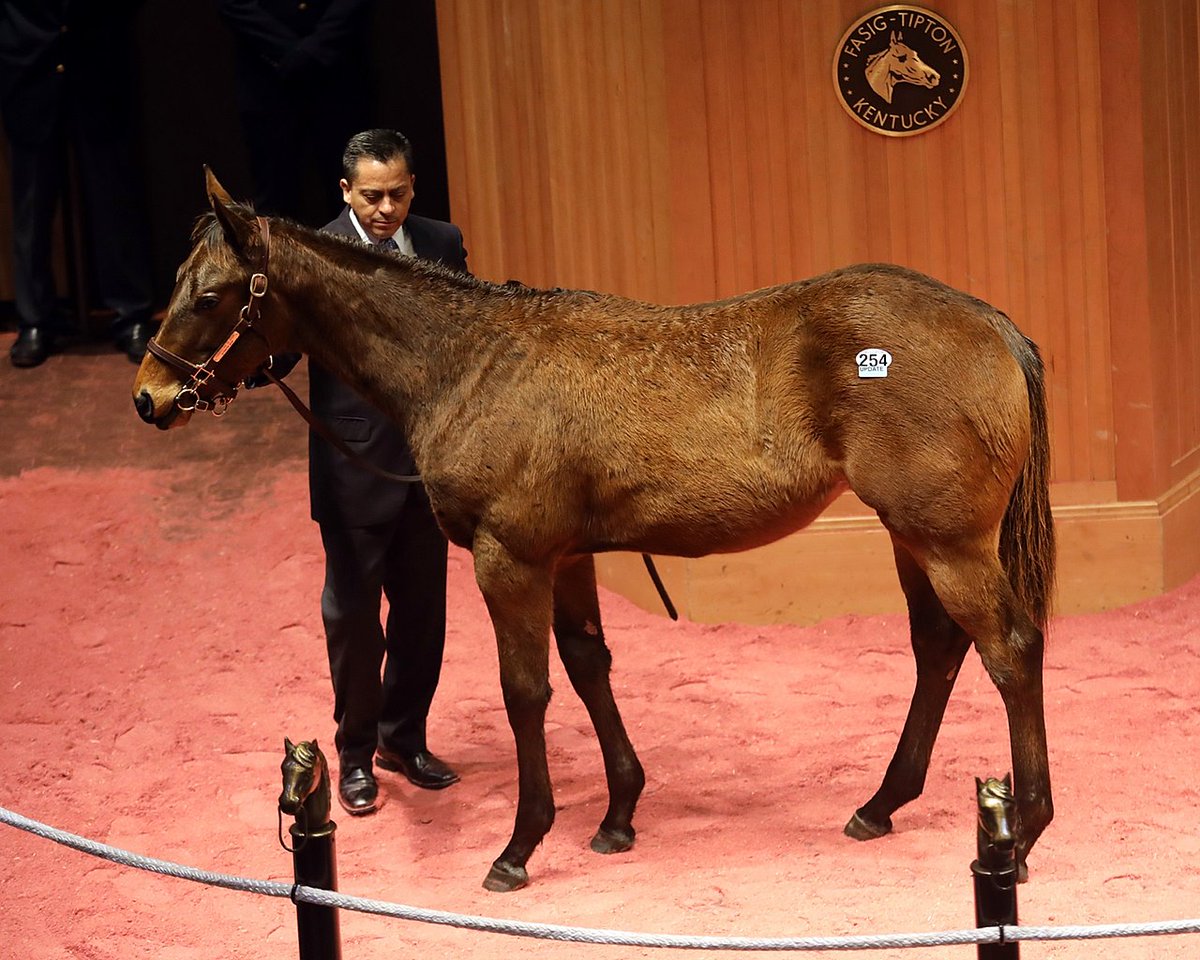 BloodHorse's tweet photo. Connect Colt a Promising Pinhook for Blue Sky Stables https://t.co/xyF9dsFf6g @BH_CCrosby @BH_MDaugherty #BHDaily https://t.co/67k2GYVR1l