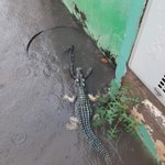 サンパウロ・大雨の影響で「野生のワニとコブラ」が現れた!サントスの練習場近くがとんでもない事に・・・。