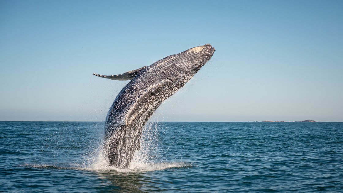 tourism_tofino's tweet photo. Events are in Tofino, Ucluelet and @PacificRimNPR: RT @westcoastnest: March 20-28, 2020 marks the 33rd Pacific Rim Whale Festival. Come learn about grey whales with us! #ultimateclassroom
👇👇👇
https://t.co/qMiFZzhsiu https://t.co/sa02feK12R