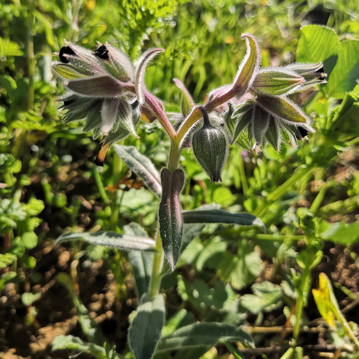 WalisonSL's tweet image. Digna de admirar

Nonea vesicaria