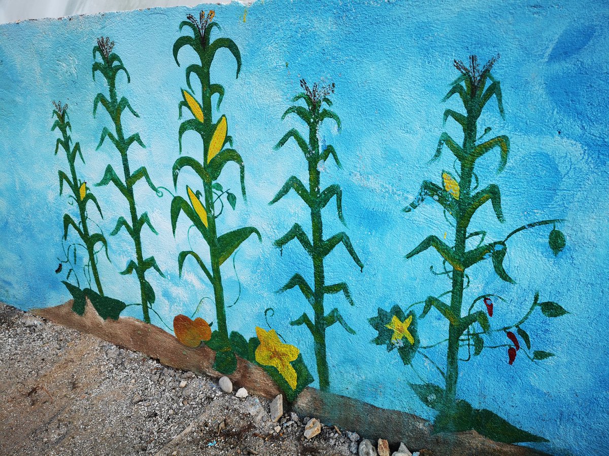 JOSEMARICHE's tweet photo. El Origen del Maiz, es un mural que lo esta ejecutando Leonel Garcia Espinoza, compañeros del CETEC y estudiantes de Instituto Tecnologico de Pinotepa y la Universidad Tecnologica del Centro de Veracruz para NATIVO. 
@ACCIMMYT
@bramaccimmyt
@HubPSurCimmyt
@FAOMexico
@CIMMYTesp https://t.co/J0w56YHepj