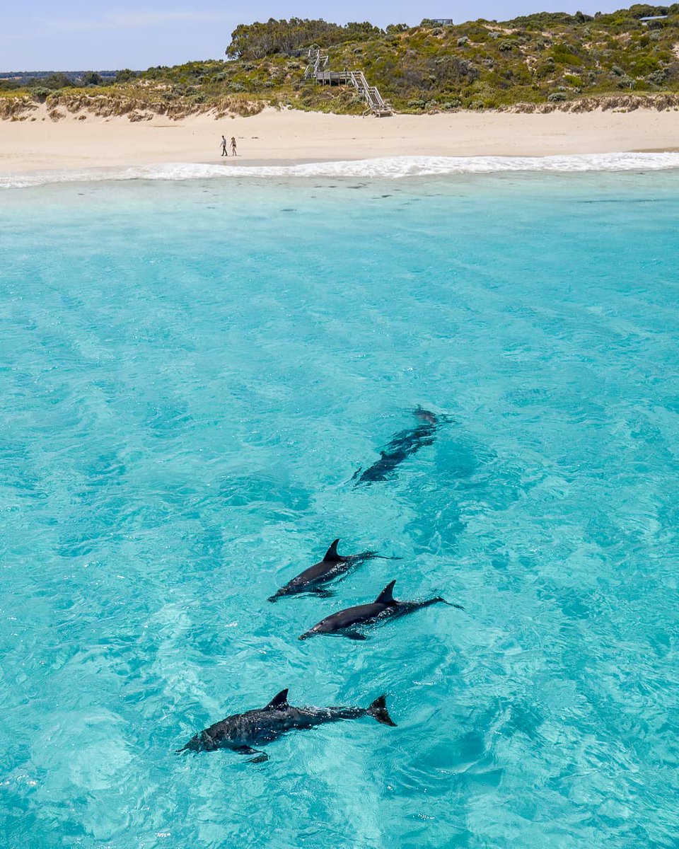 WestAustralia's tweet photo. Are we the only ones getting FOMO over 📷 IG/dylan.dehaas' casual hang out with the locals at #SmithsBeach 🐬? The only way to beat that feeling of FOMO is to get planning your visit to #Yallingup's coastline and meet these majestic creatures yourself!

@AustraliasSW #thisisWA https://t.co/sl3bFcc9MQ