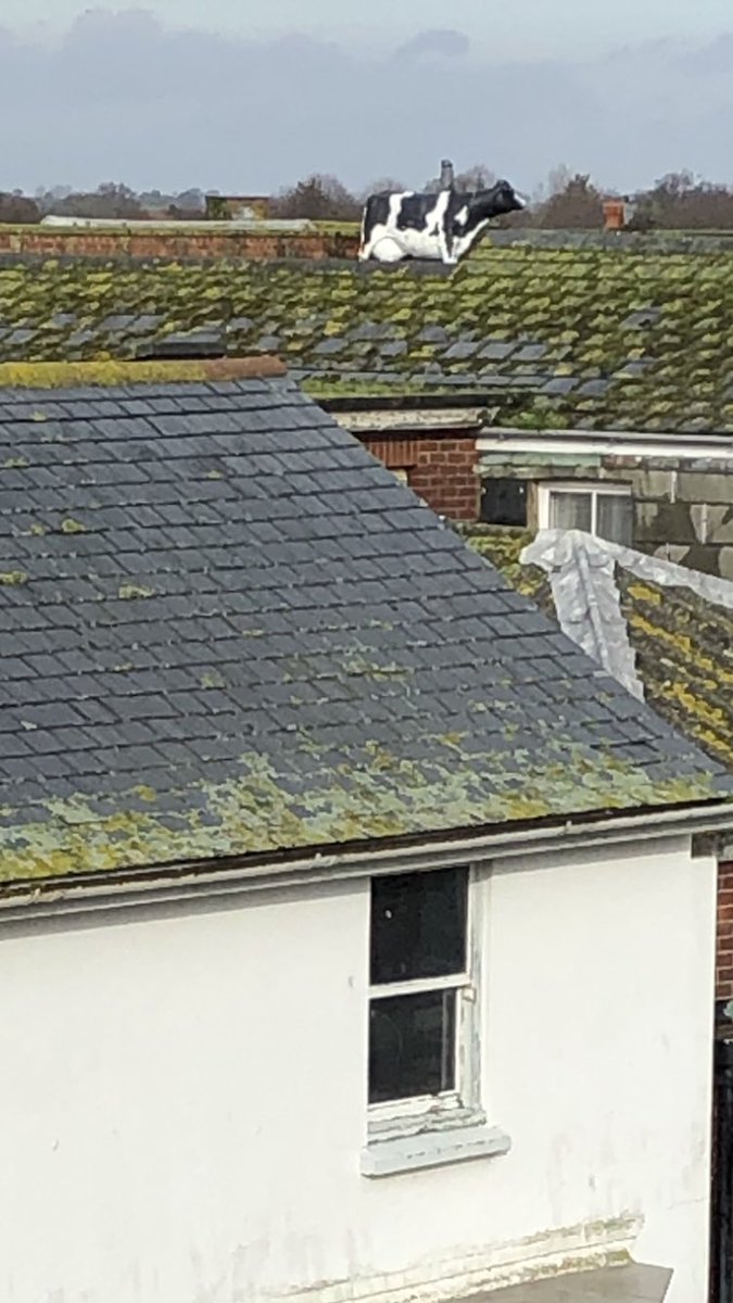 PanBoy's tweet photo. Was doing a roof survey in Newport high st and happened to look across at the old job centre building #strongwinds #cowontheroof #notshittingyou https://t.co/vAtffOKQAs
