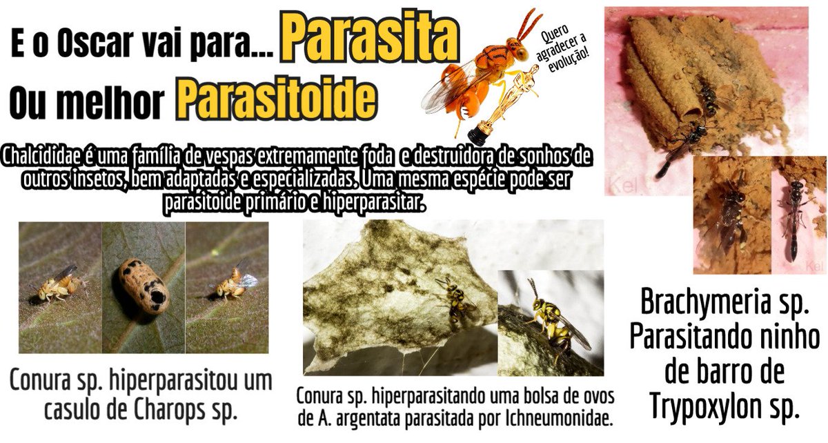sávos parazita