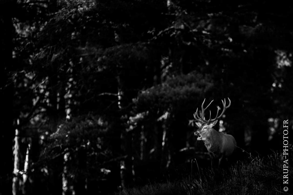 krupaphoto's tweet photo. Au cœur des forêts catalanes 🦌

Brame du cerf 2019
Pyrénées - France
NIKON D850 + NIKON 500mm f/4G AF-S ED
Lightroom v5.7

#Pyrenees #cerf #brame #chasse #chasseur #hunter #hunting #hunter #pyreneesorientales #ariege #aude #cerfelaphe #nature #deer #capcir #cerdagne #fontromeu https://t.co/mzZ0jDQgW3