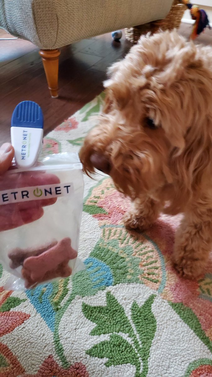 INGrabes's tweet photo. @metronetfiber Pickles loves when the friendly MetroNet installers and techs come to her house. But it isn't very often, which makes her family happy with their gigabit Internet service! https://t.co/rAgeyTLlPQ