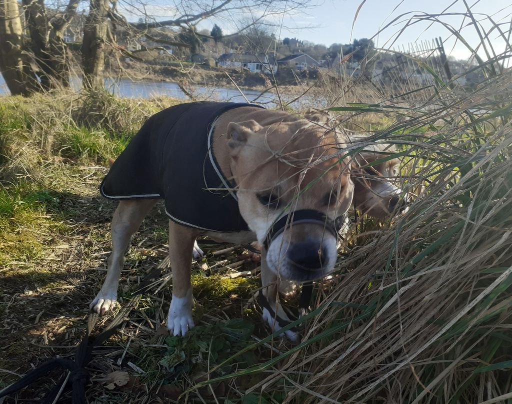 Dog Days Dog Walking Services. Est. 2008. tweet media