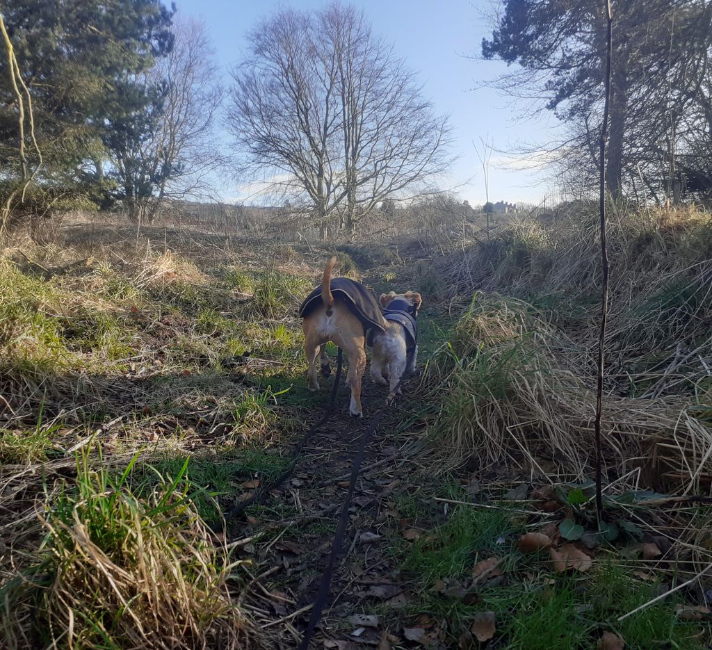 Dog Days Dog Walking Services. Est. 2008. tweet media