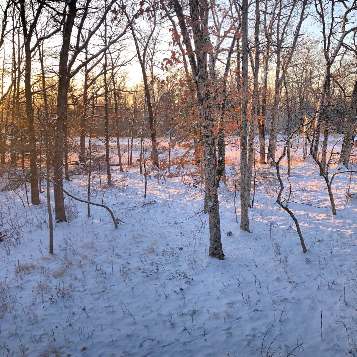 jd_hunts's tweet photo. Already missing those mornings in the stand
•
•
•
#deer #deerhunting #deerseason2019 #missourideerhunting #missourihunting #missouri #missouriphotographer #savagearms #savage308 #remingtonammunition #snowysunrise #sunrise #livingthedream #earlymorning @bassproshops @cabelas https://t.co/qIwGJzJarz
