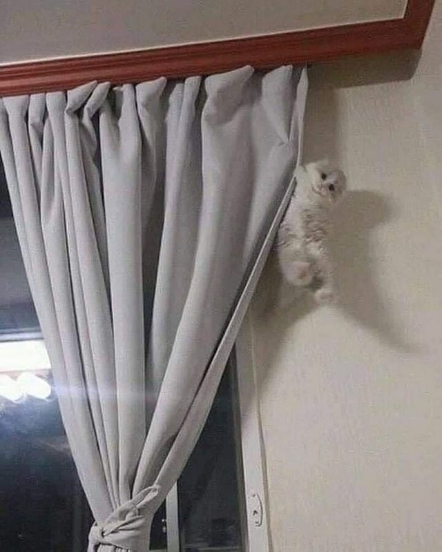 AiP_official_'s tweet photo. H a l p
.
.
.
.
#animalsinpredicaments #catto #kitty #caturday #lolcats #catmeme #catmemes #fatcat #chonk #chonkycat #cursedmemes #funnyanimals DM for credit ✔️ https://t.co/zE1Pe0ERAf https://t.co/zuNLIoIvQ4