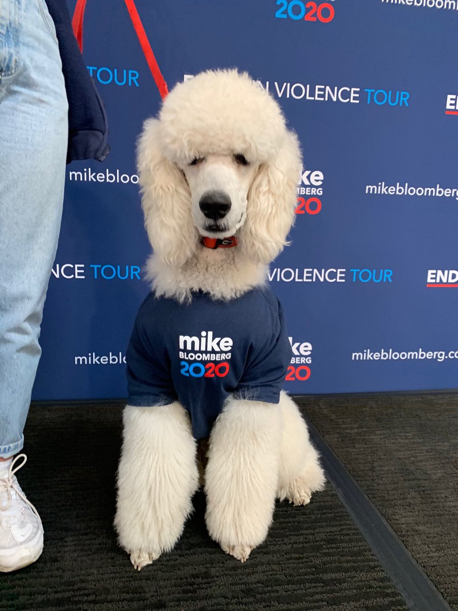 LisaMJones362's tweet photo. Langster was hard at work campaigning for ⁦@MikeBloomberg⁩ in Richmond VA over the weekend. #DogsfurMike #GetItDone #MikeBloomberg2020 #VAforMike  ⁦@NCforMike⁩.Return of the Southern Democrats! https://t.co/NnuyuO39rD