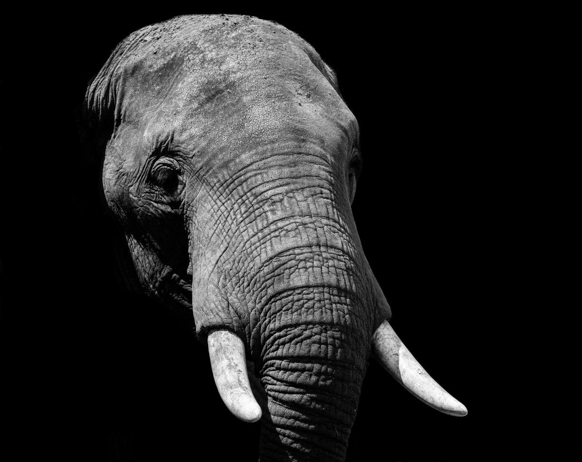 He Was Called The Elephant Man, & Any One That Caught A Glimpse Of His Unique Face Knew Who He Was Immediately. Read The Entire Short Story Here → bjcondike.com/2019/09/10/the… #SciFi #Fantasy #GoodReads