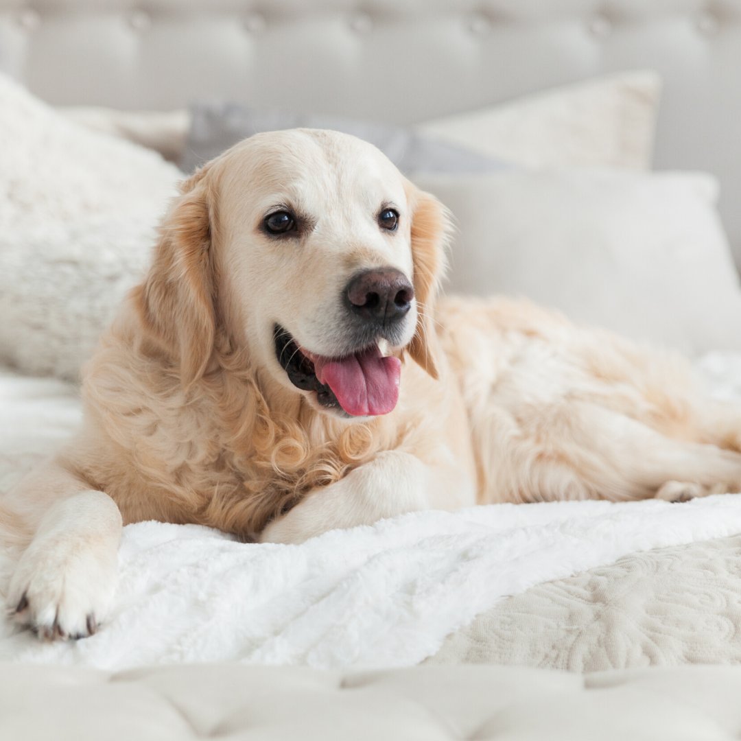 If you’ve brought your canine friend along for your trip outdoors, have no fear: there are plenty of places that welcome and cater to dogs. Here’s a list of #dogfriendlylodging from #1 to #4 that will be perfect for you and your pup! guestservices.com/news/2019/12/0…