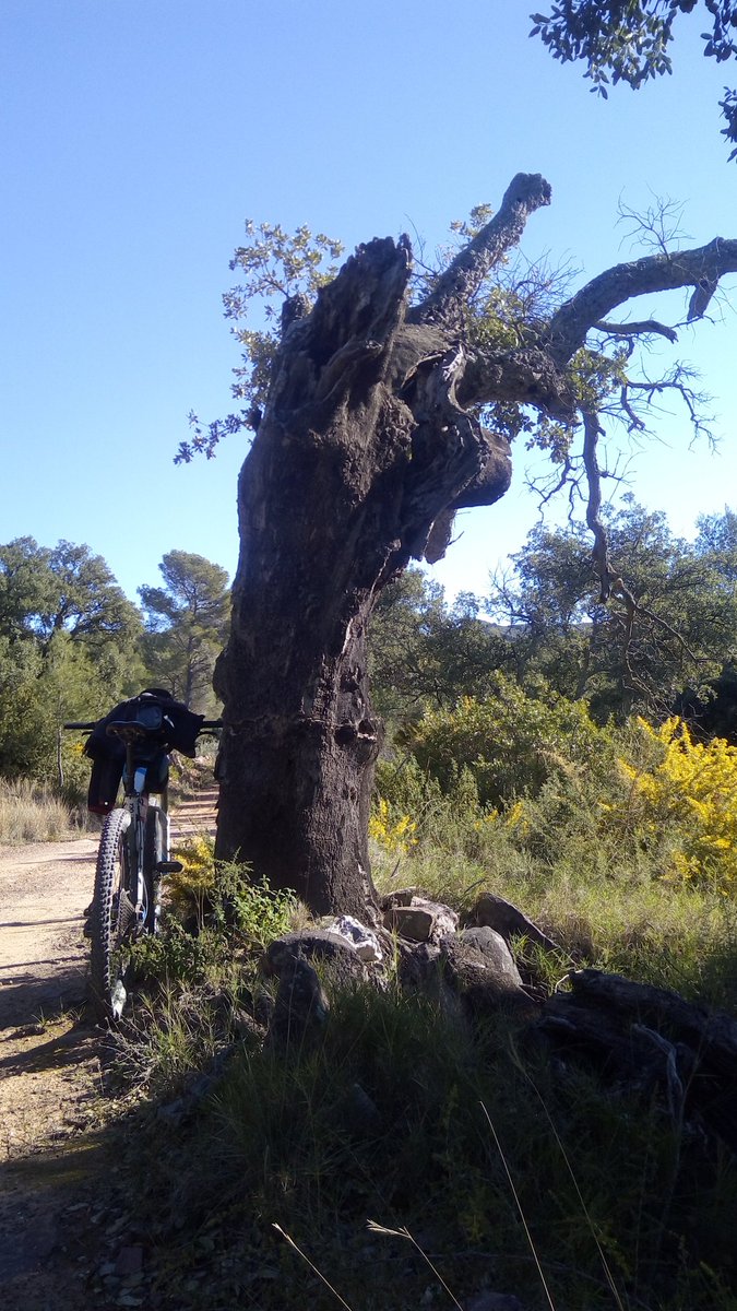 arbopalm's tweet photo. #Treebikeride Fabuloso paseo por un entorno mediterráneo en pre-primavera https://t.co/EuDmr5Sj5x