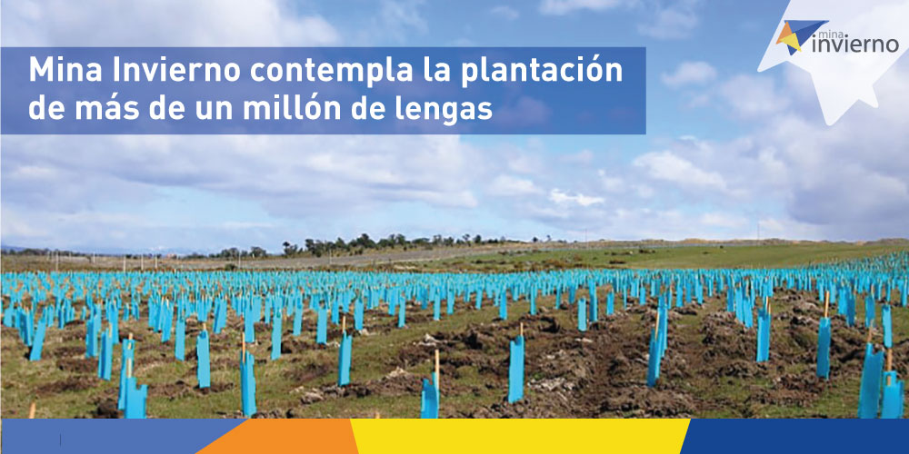 Solo en el Área de Compensación Integrada, #MinaInvierno ya ha plantado más de 400 mil plantas de lenga en el marco de su programa de reforestación 🌳🌿​ #cultivo #medioambiente ​#mineriasustentable