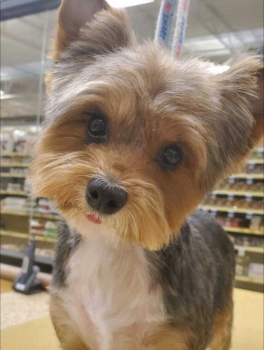 Thanks to our amazing groomer Afsaneh BELLA looks amazing! Ask one of our employees to see how YOU can make an appointment with Afsaneh OR book online! #Petsmartgrooming #forthelifeofpets ⁦<a href="/CraigZ_petm/">Craig Zschiesche</a>⁩ @petsmart ⁦<a href="/PetSmart/">PetSmart</a>ChariTs⁩