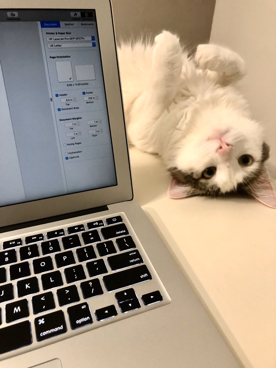 JL_Minio's tweet photo. A #thriller writers dream - a cat that can play dead. #writingcommmunity https://t.co/cSOIOSokXR