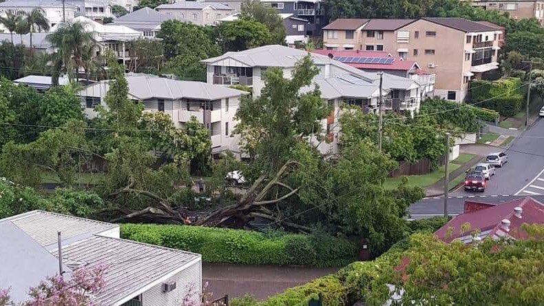 RACQOfficial's tweet photo. A large tree has fallen and is blocking Sandgate Rd at Ascot. Avoid the area! 📸 Courier Mail #BneTraffic https://t.co/iWyOsjS5Gt