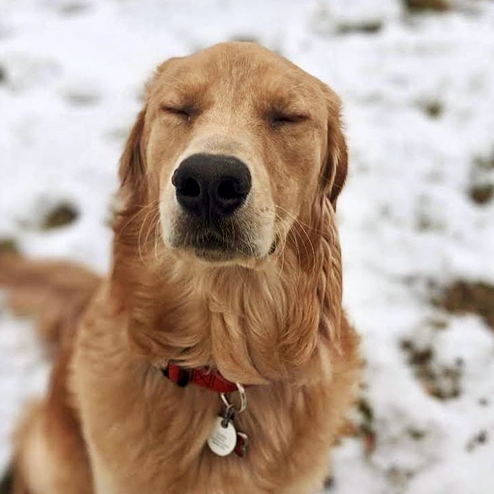 Dogsofrit Hashtag On Twitter