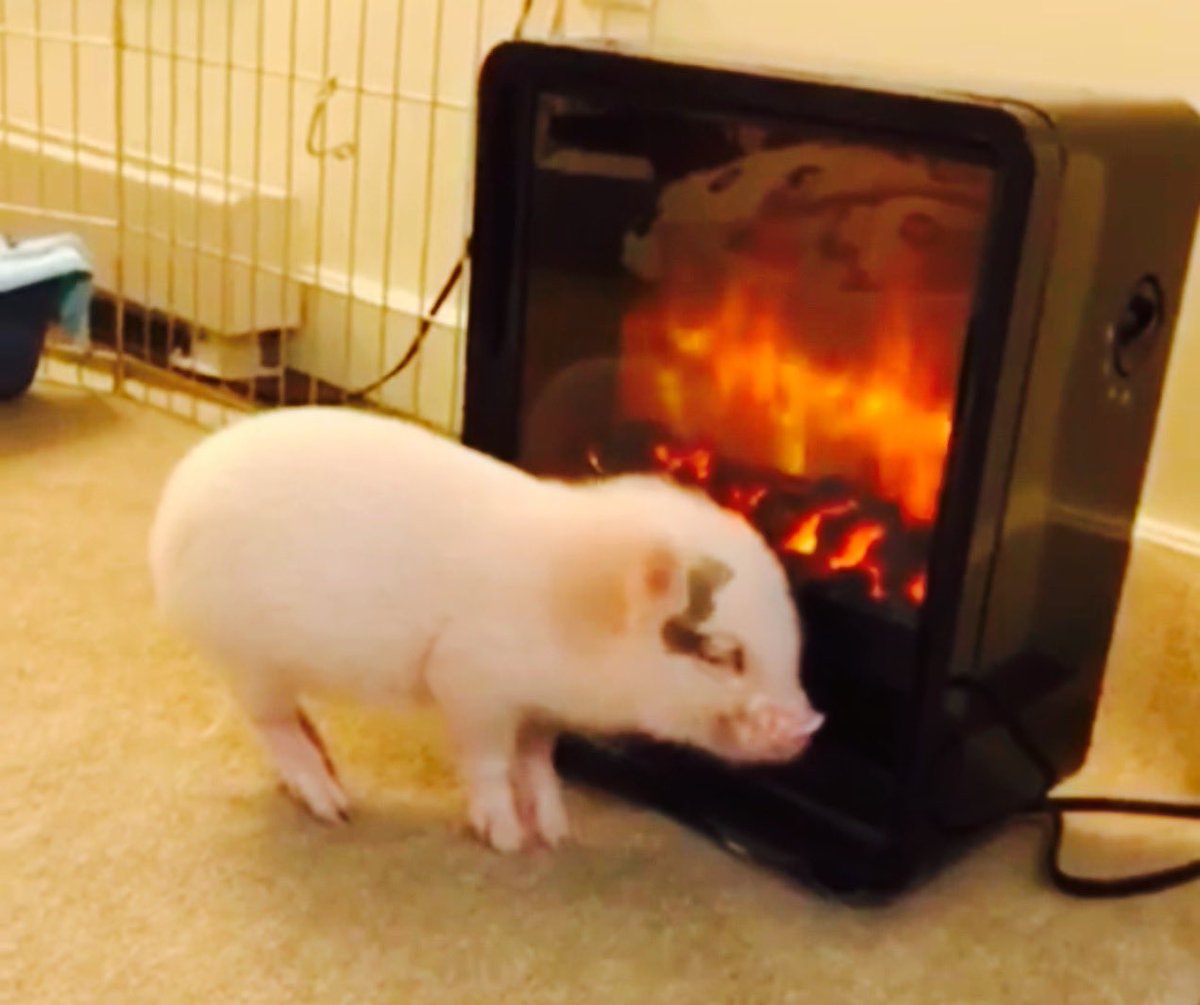 sweetrhythms's tweet image. I love my new fireplace ❤️

Pic by #stellamaxpig
Pic via ⁦@animalsdoing⁩