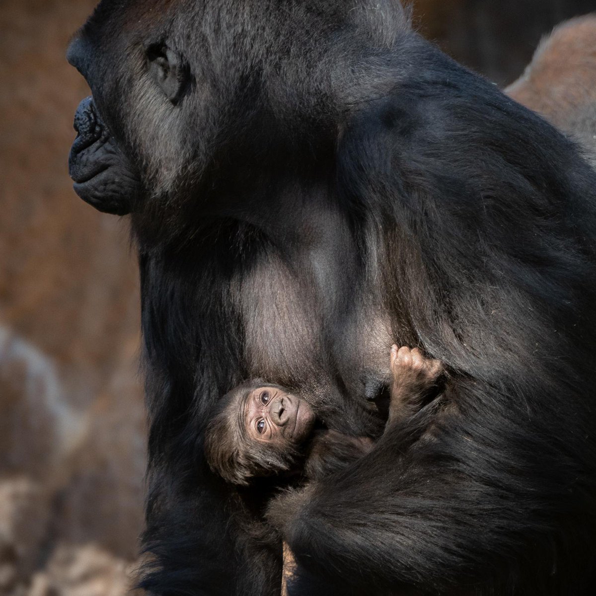 LAZoo's tweet image. *It’s a girl!* L.A Zoo animal care staff are excited to confirm our baby gorilla is a female! Over the coming months, guests can expect to see N’Djia continue to carry her baby against her chest until the baby is strong enough to hang on N'Djia's back. #LAZooGorillaBaby.🦍😍💕