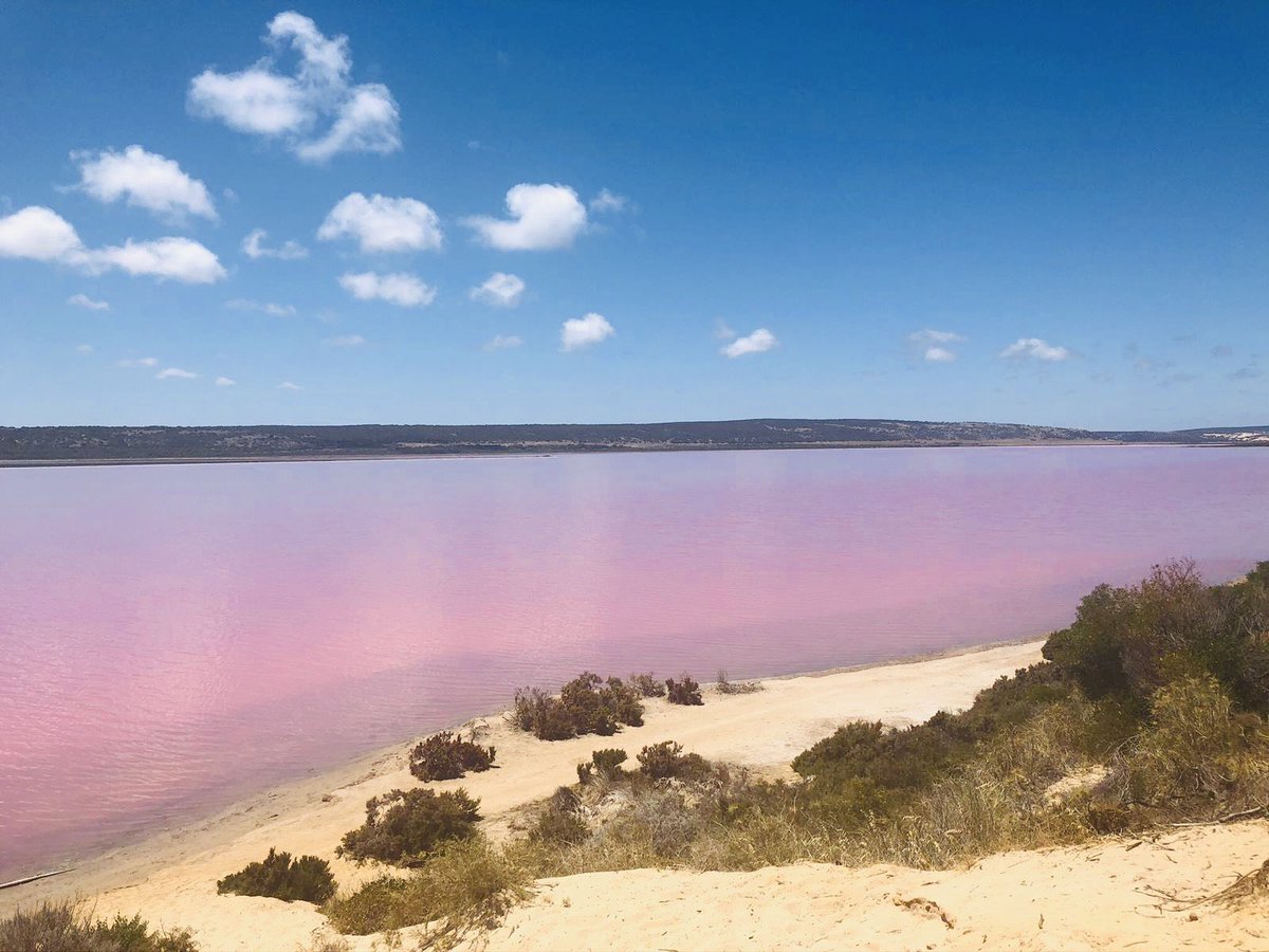 onetripbeyond's tweet photo. Hutt Lagoon, Western Australia 🇦🇺 

The algae in this lake makes it a vivid pink colour. Make sure not to miss this stop on your west coast road trip 

#roadtrip #westernaustralia #pinklake #gregory #huttlagoon https://t.co/Nc5bupkqVn