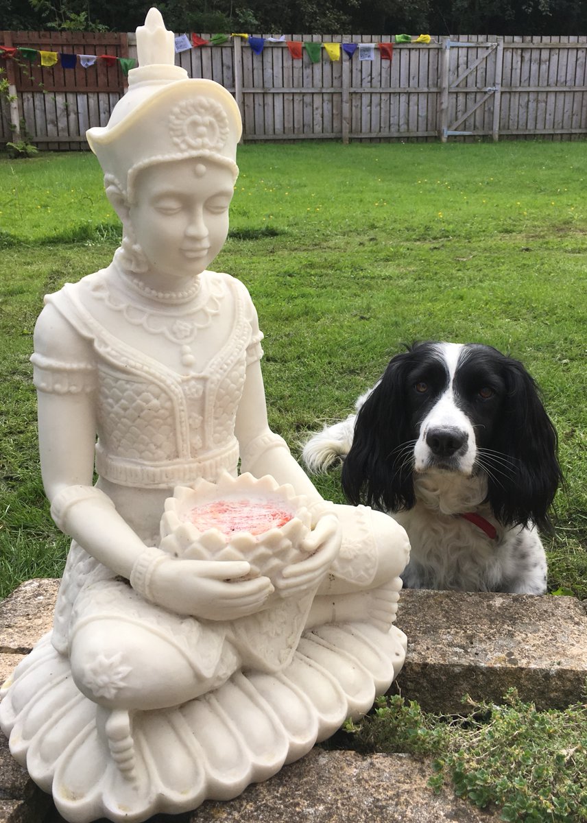 EnlightSpaniel's tweet image. This nice lady is now in the garden, we have put the prayer flags out to make her feel at home.