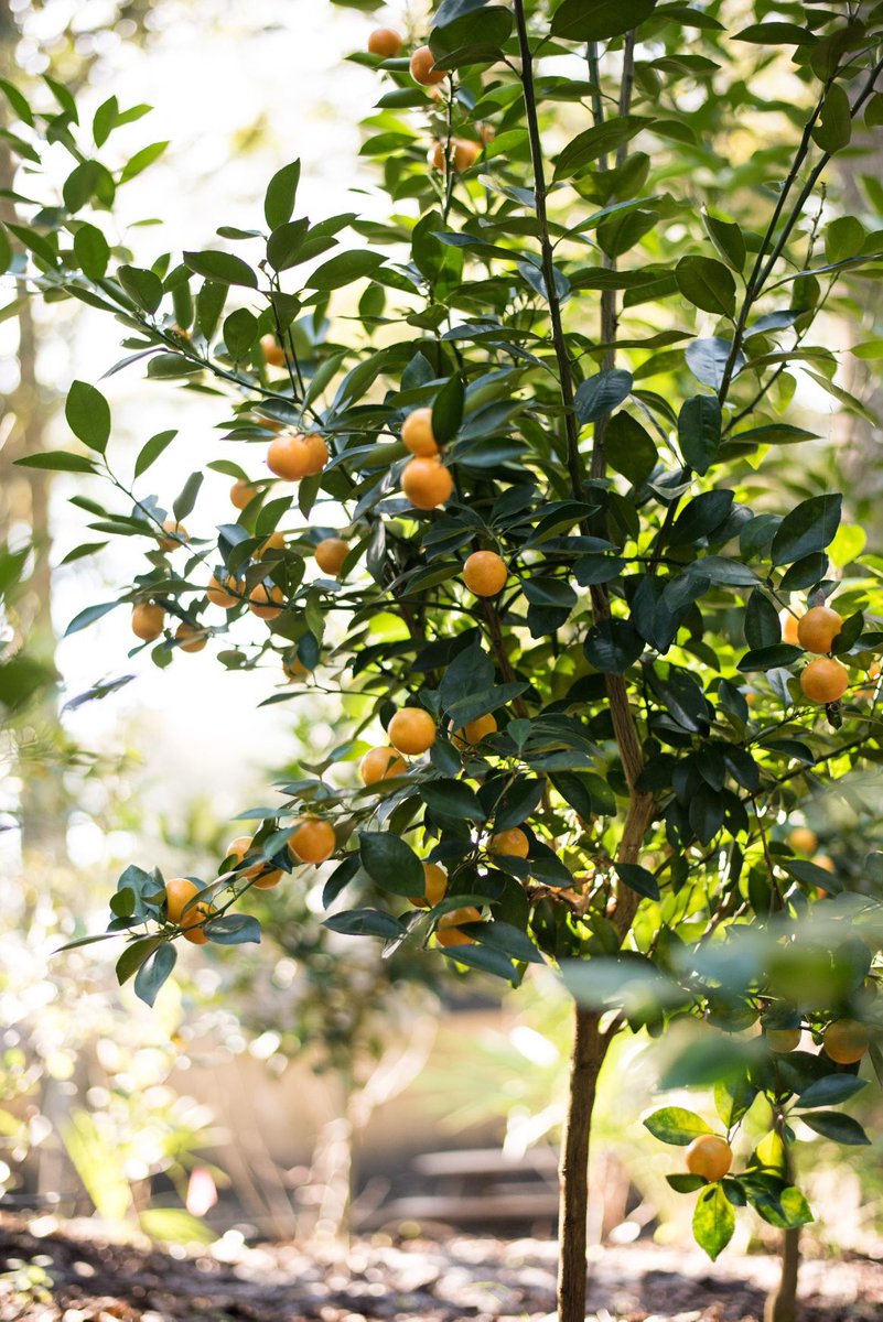 A fresh harvest of citrus fruits are in the works for this weekend's Sprouting Project dinner.  #AtTheOmni