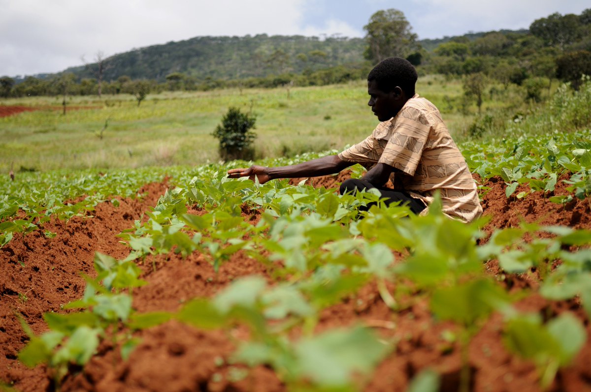 At #AUSummit, <a href="/antonioguterres/">António Guterres</a> calls for greater global #ClimateAction &amp; commends "Africa’s longstanding moral &amp; political leadership on the climate emergency." 

Read inspiring story about <a href="/UNDPZambia/">UNDP Zambia</a> support building resilience for small-scale farmers: undp-adaptation.exposure.co/fighting-extre…