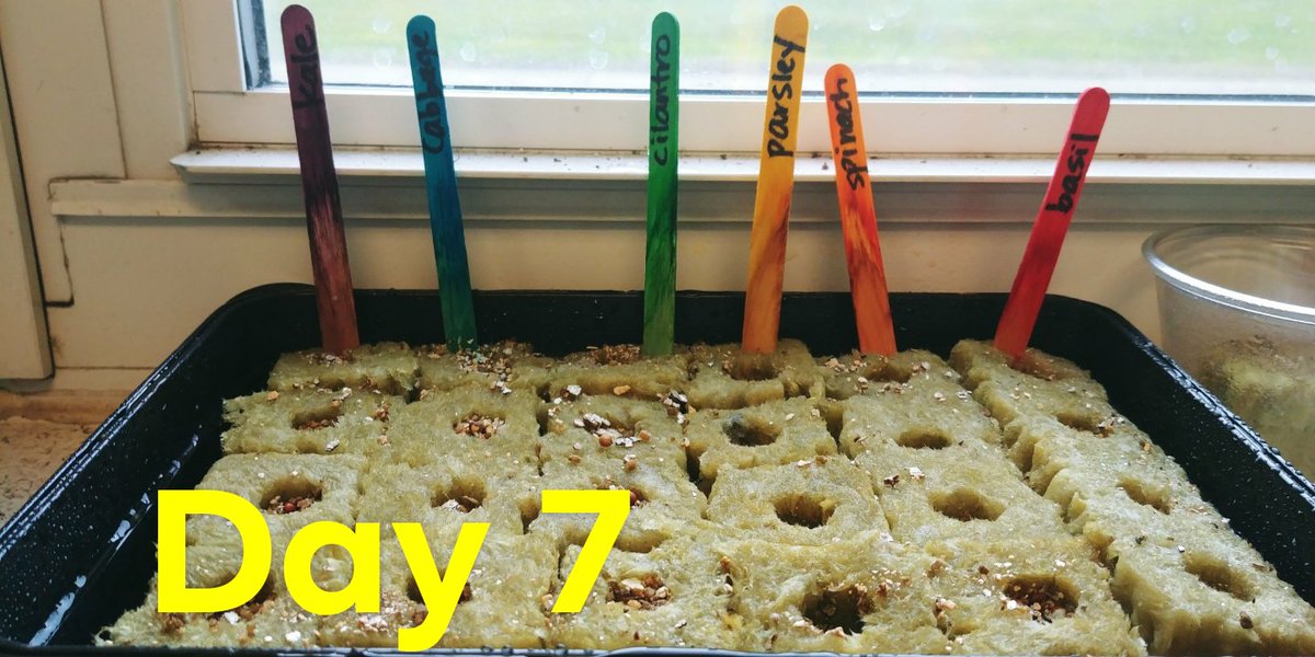 WestoverKinder's tweet photo. "Look how much our plants grew!" #ClassTweeter @TowerGarden @weRweaver #oneCCPS https://t.co/CqteaRVSrA