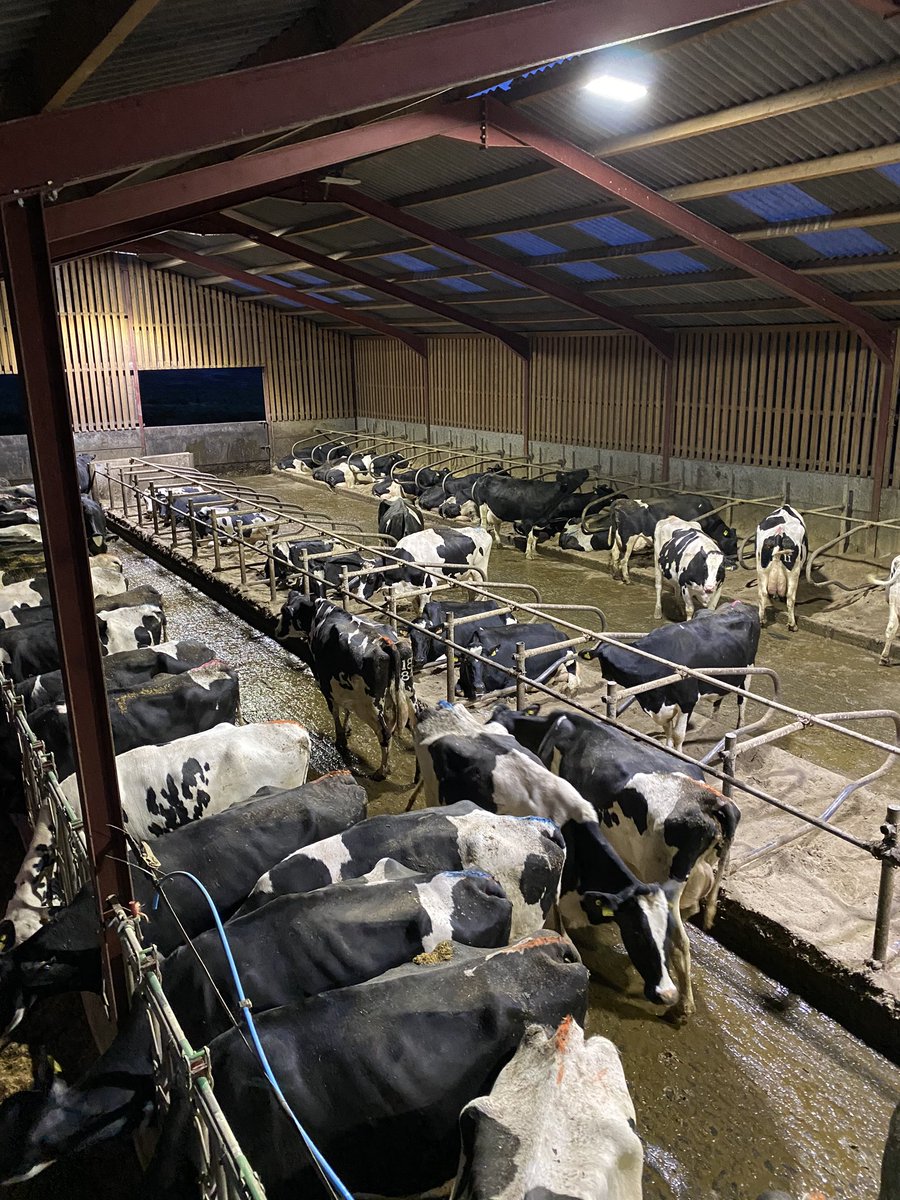 We r on the lookout for a herdsperson for our  400 cow dairy in Northern Ireland  milking 3x  with good facilities and regular time off     Attention to detail is required and a passion for fertility and improving kpi s