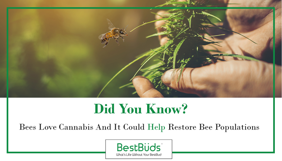 BestBuds_NJ's tweet photo. https://t.co/dZpBMTkDcp
#bringbackthebees
#cbd #cbdusers #didyouknow #savethebees #njdotcom #cannabis #hemp #farming #cbdfrombbd https://t.co/e3GPyEQtDt