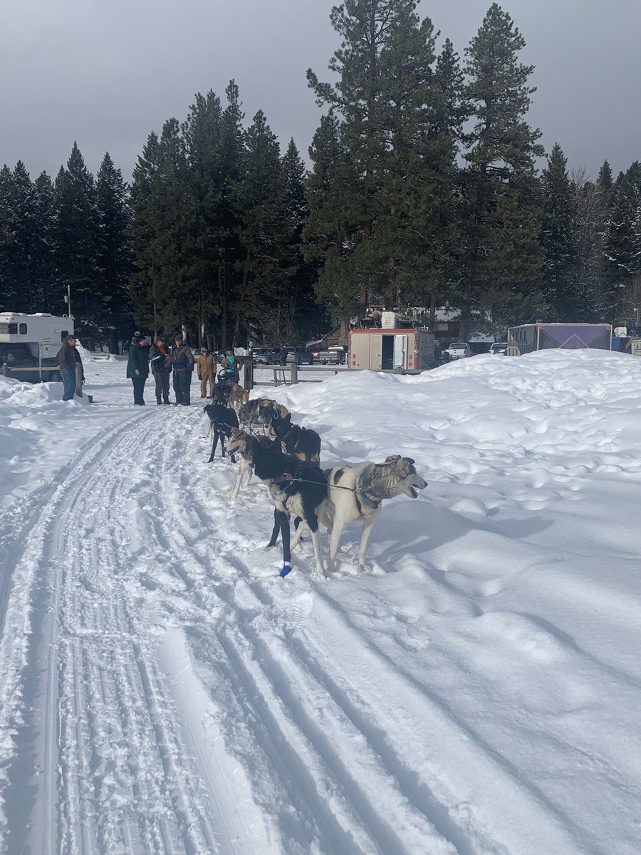 Jessie Royer #9 is out of a whitetail at 3:19pm with 11 dogs