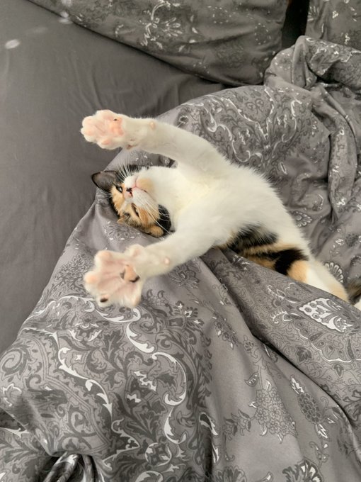 If you have a pet can you please share a photo and tell me their name?! Pets off any kind! I wanna see<a href="/tag/imnakedontheinternet"class="tags"><span>#imnakedontheinternet</span></a>