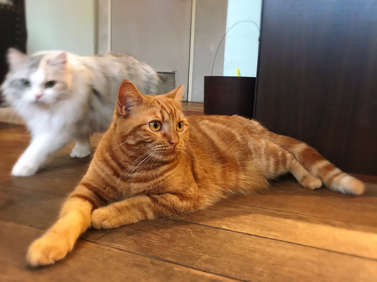 猫カフェ 美猫 休業中 本日は火曜日ですが臨時営業しております 是非遊びにお越しくださいฅ W ฅ ゆったりできるかと思います 猫カフェ 福岡