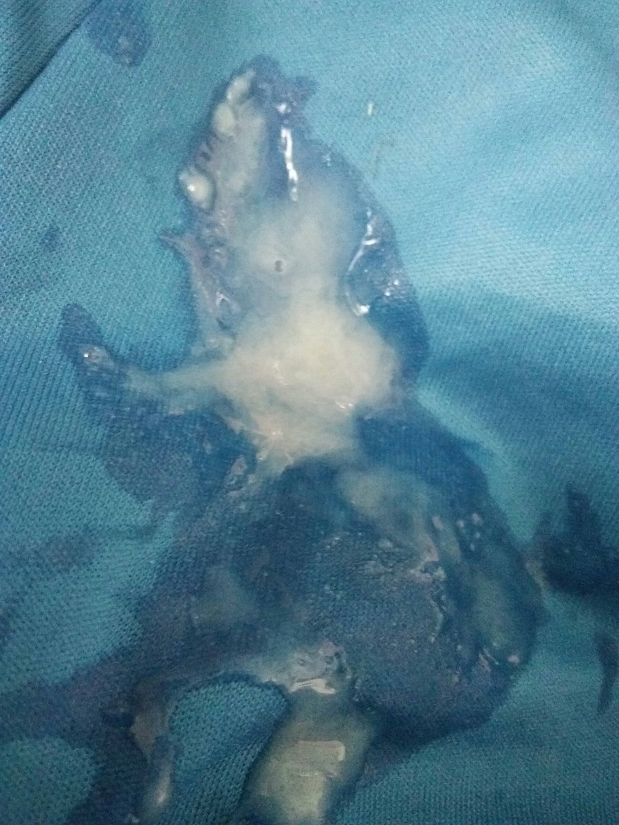 AnakAmey (@ameyanak) on Twitter photo 