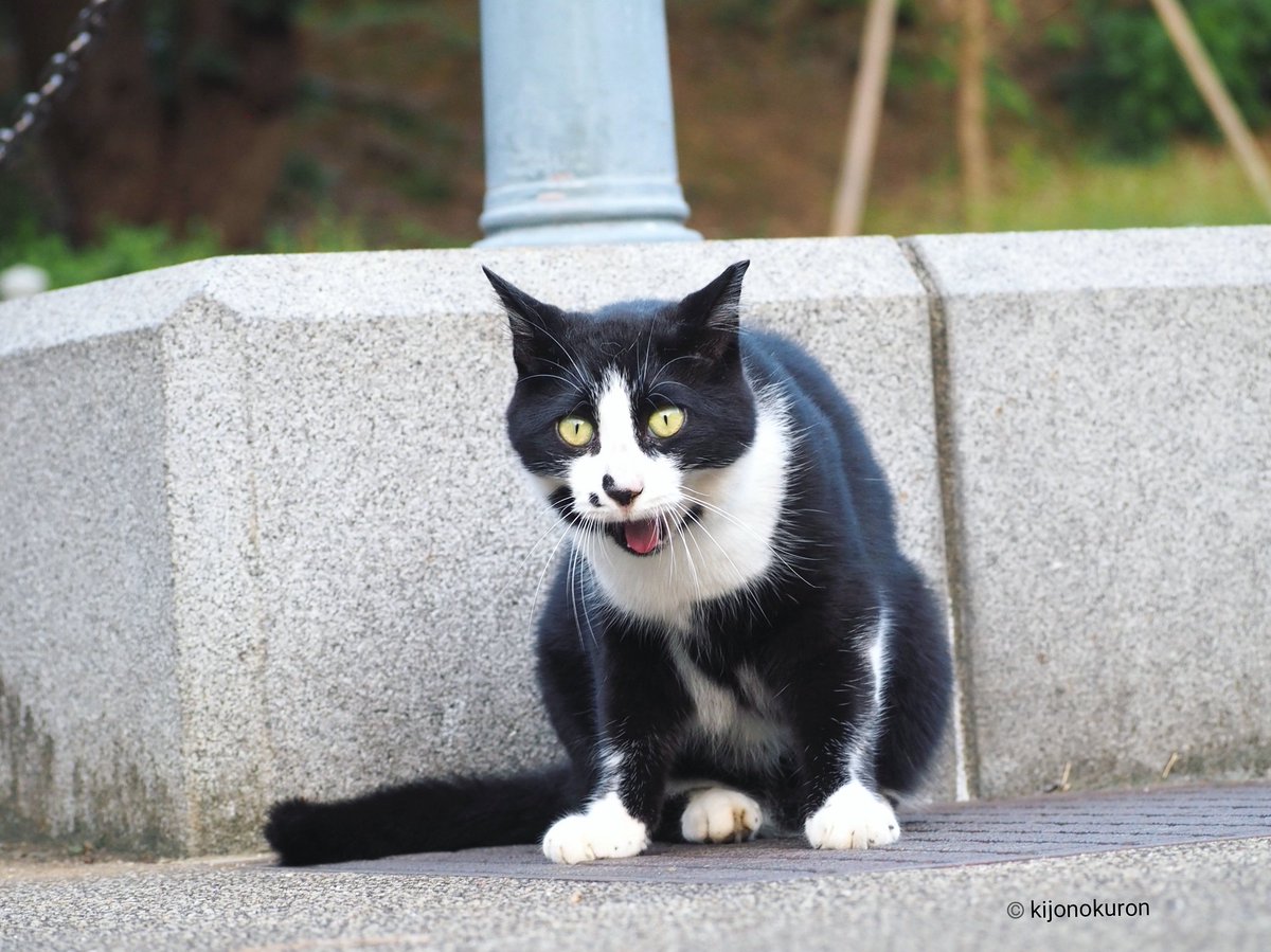机上の空論 Kijonokuron 猫写真家 空前絶後のぉぉー 超絶孤高のにゃんこ芸人 猫を愛しぃー 猫に愛された男 サンシャイン 猫崎 イエェーーイ サンシャイン池崎 叫ぶ 猫画像 猫写真 オリジナル写真 面白いと思った人rt 猫好きさん