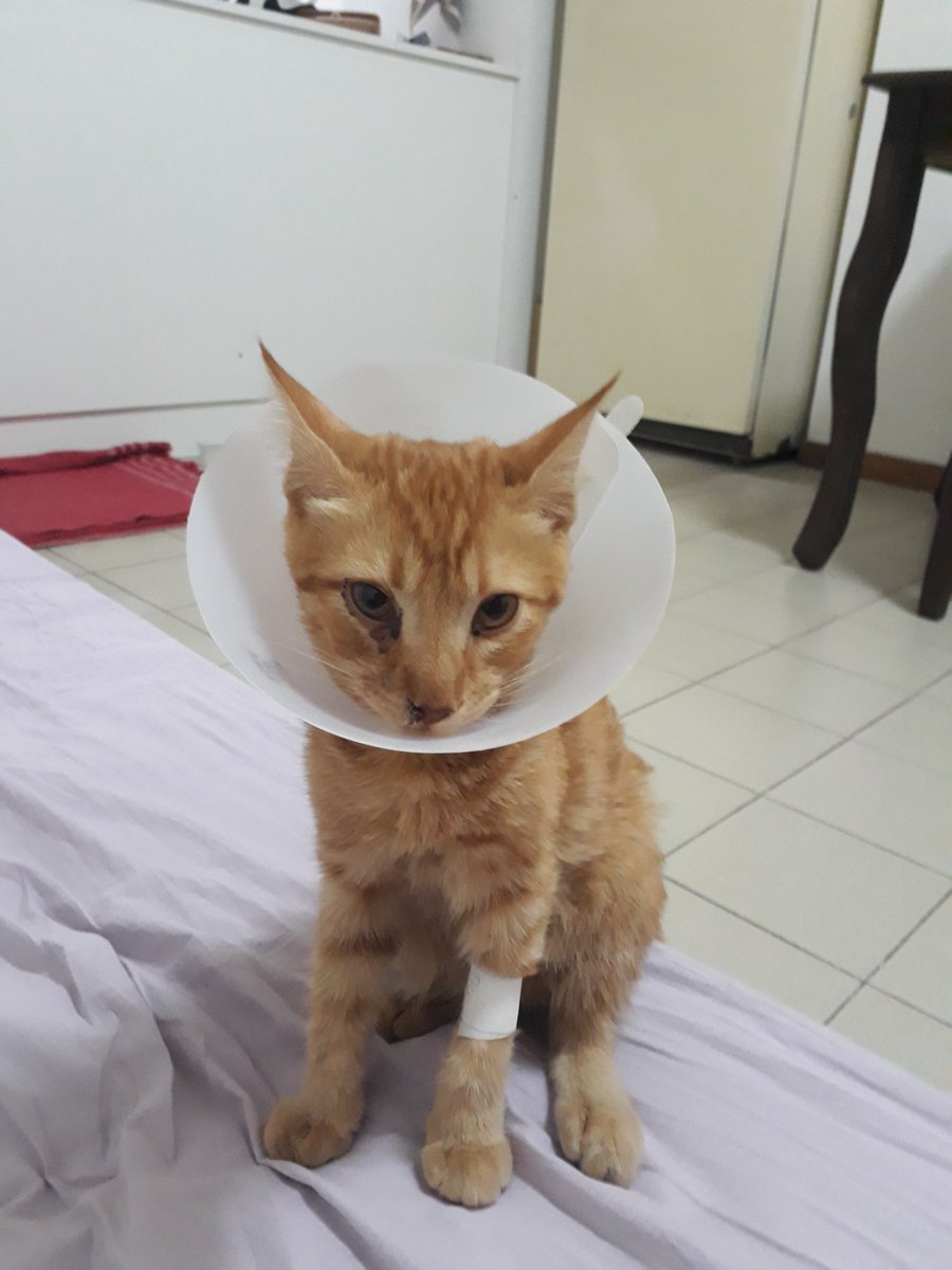 rodriluck's tweet photo. @Magda_vegaa @gatitos_qctd https://t.co/ZB8sFEYTH8