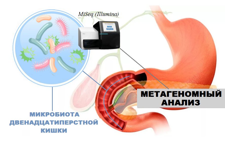 16 s секвенирование микробиоты. Функции микробиома кишечника. Исследование микробиома. Идентификация выделенной чистой культуры бактерий. 16s секвенирование бактериального генома.