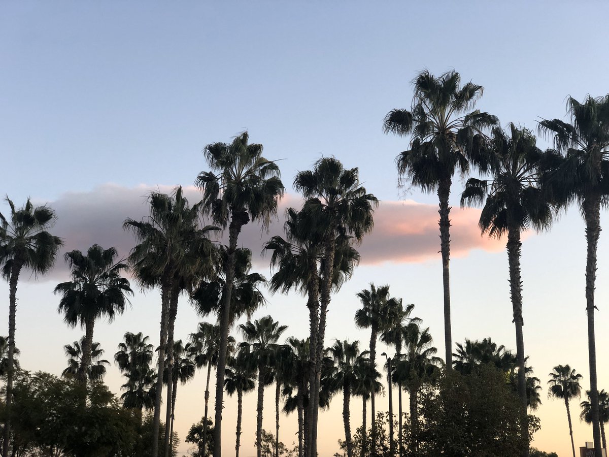 deb0's tweet photo. Solo cloud #palmtreesquad https://t.co/ZcCw6jtm8z