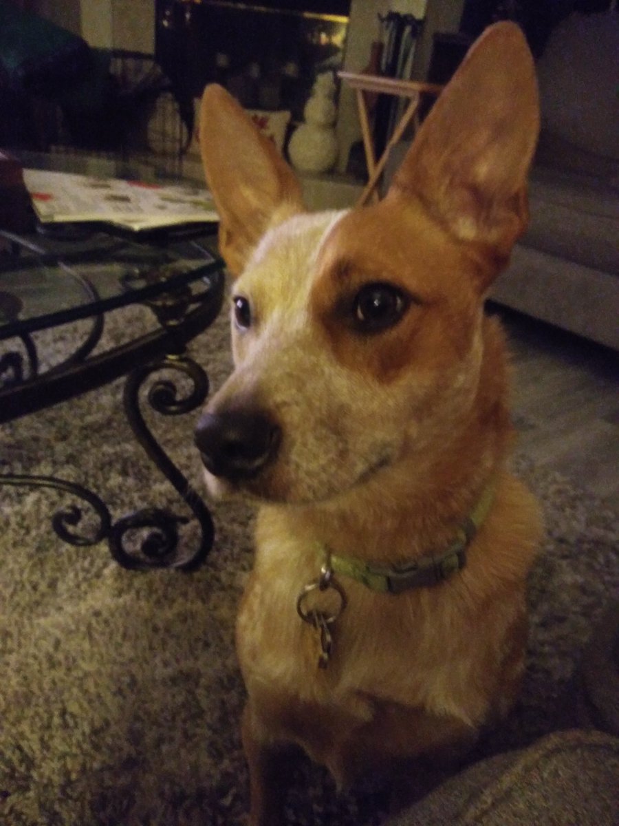 #bestathomecontest #WestminsterDogShow2020 #australiancattledog #cattledogsofinstagram #redheeler Beamer is our best in show!