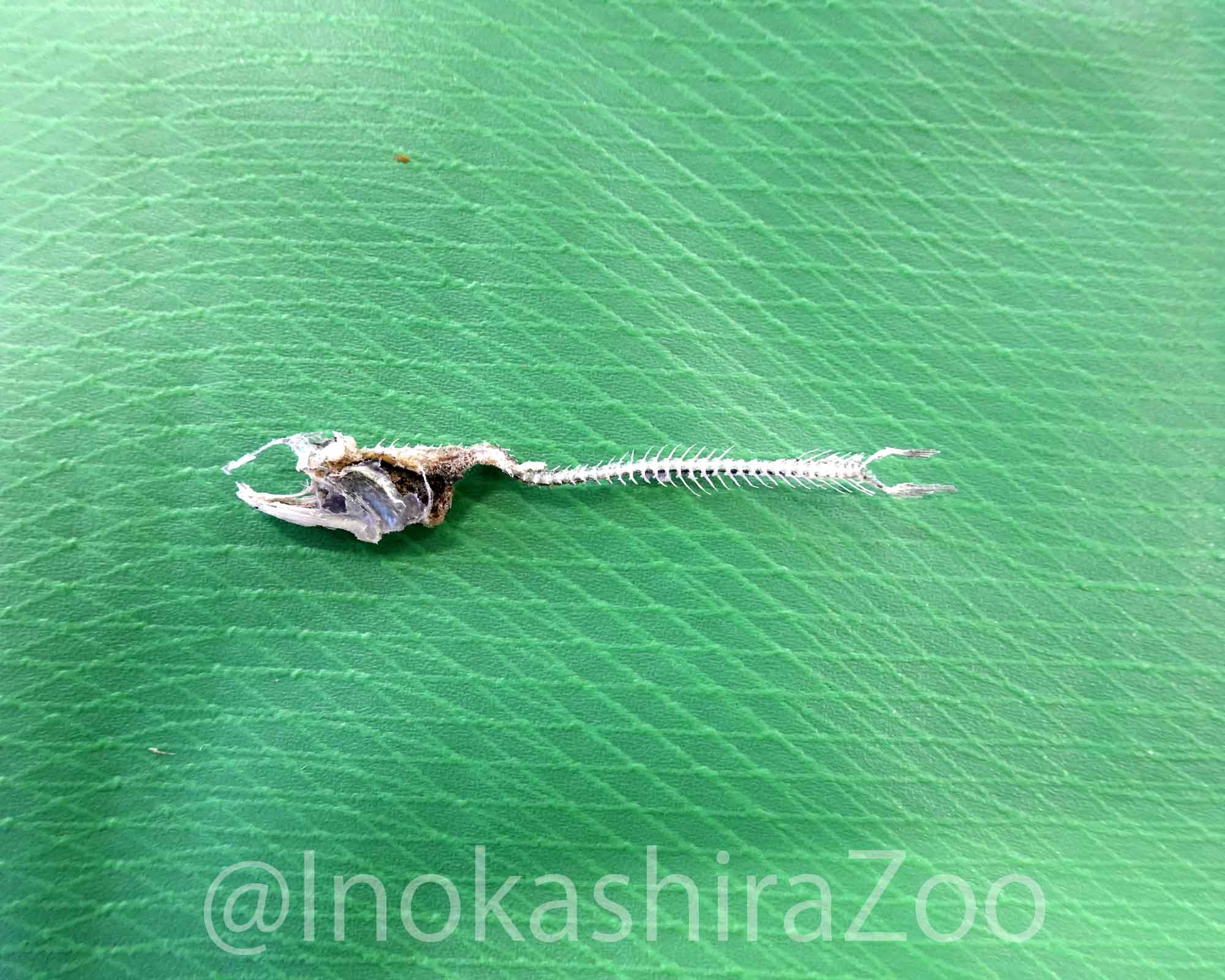 井の頭自然文化園 公式 １枚目の写真の下側と こちらは餌用のミルワームに食べてもらったものです 小動物の骨格標本を作製する際にカツオブシムシに食べさせる方法をご存じの方もいらっしゃると思いますが ミルワーム チャイロコメノゴミムシダマシ