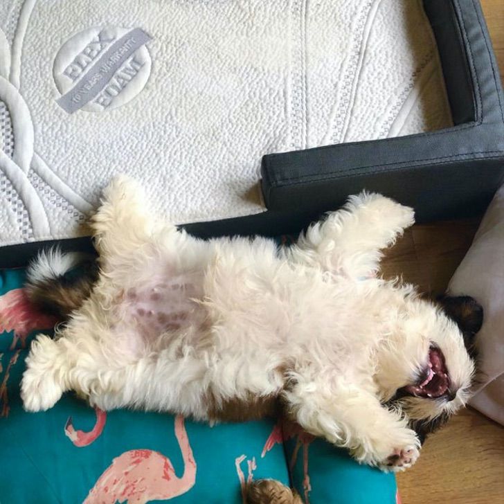 Cronica_ok's tweet photo. Chacal, sé que es lunes y que falta mucho para que llegue el finde. Por eso abro hilo con fotos de este perrito que duerme panza arriba para iluminarte la semana. Comentá con la foto de tu cachorrito 📸 o dale RT e inundá de ternura el feed de alguien más 🐶🐶🐶🐶 https://t.co/bOm0OPy1jg