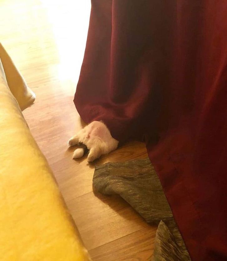 Cronica_ok's tweet photo. Chacal, sé que es lunes y que falta mucho para que llegue el finde. Por eso abro hilo con fotos de este perrito que duerme panza arriba para iluminarte la semana. Comentá con la foto de tu cachorrito 📸 o dale RT e inundá de ternura el feed de alguien más 🐶🐶🐶🐶 https://t.co/bOm0OPy1jg