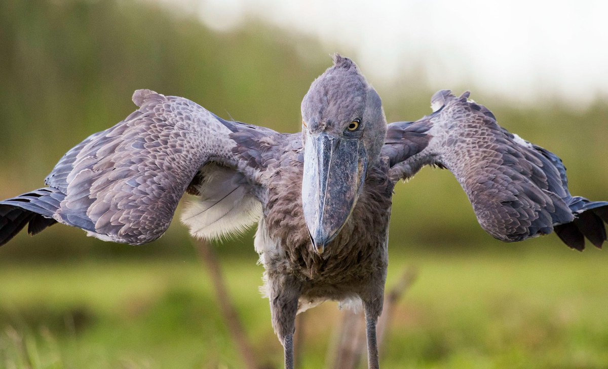 This is one of my favorite birds, the huge shoebill from the swamps of Africa. They’re known for standing perfectly still in the water for hours at a time, just staring with their creepy serial killer eyes searching for prey. They also make a noise that sounds like a machine gun.