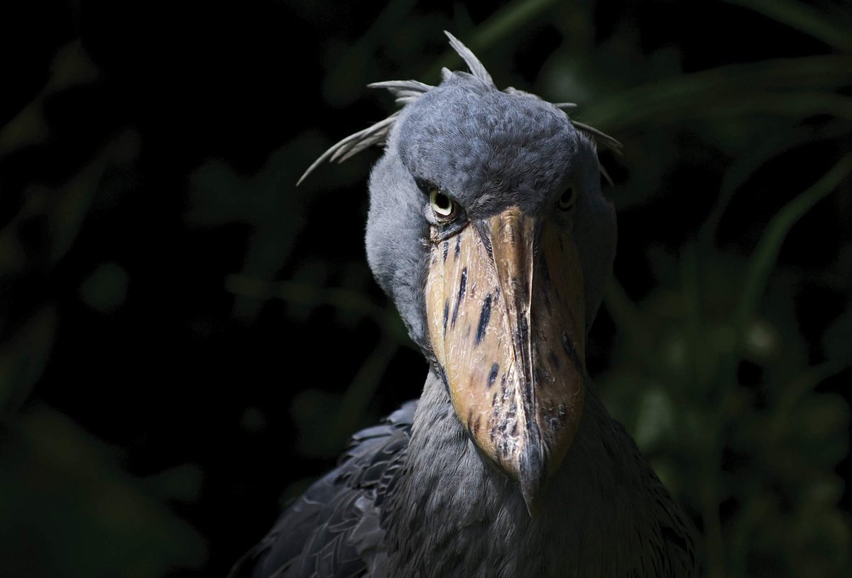 This is one of my favorite birds, the huge shoebill from the swamps of Africa. They’re known for standing perfectly still in the water for hours at a time, just staring with their creepy serial killer eyes searching for prey. They also make a noise that sounds like a machine gun.