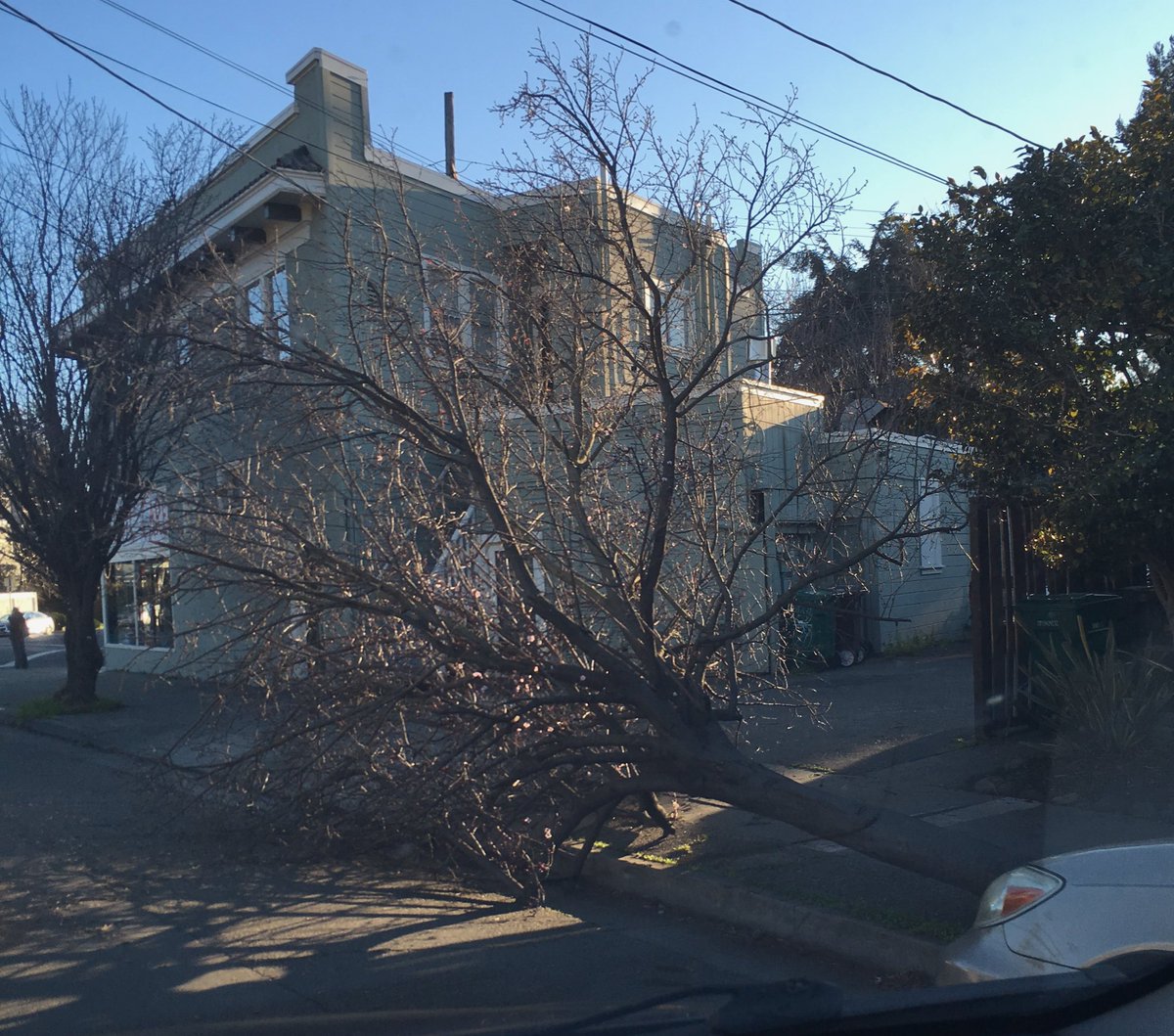 stillwellkate's tweet photo. It pains me to see any living thing uprooted in the #springtimeoflife, even “just“ a tree. High winds over the weekend here in #Oakland https://t.co/54xVDYniXs
